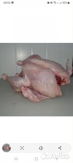 Мясо домашней индейки
