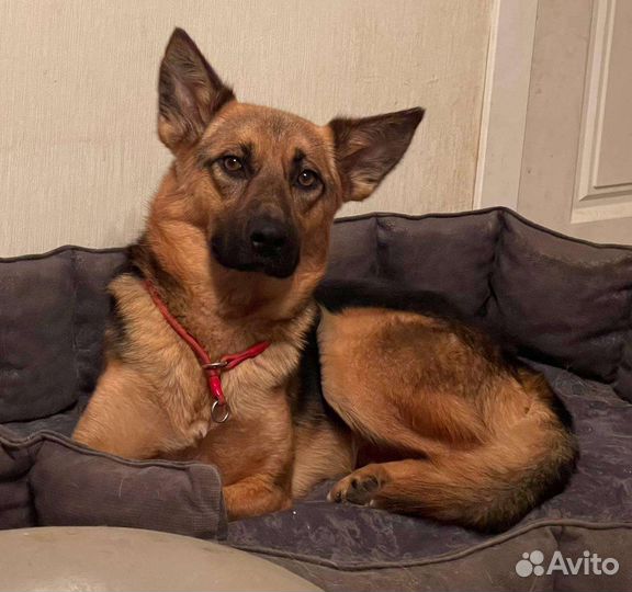 Собака в добрые руки помесь Овчарки