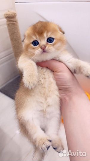 Золотые, серебро, голубая шиншиллы