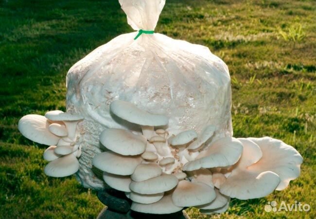 Мицелии грибов вешенка