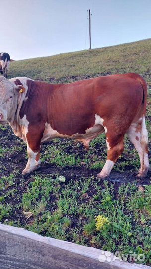 Продам бычков на мясо (герефорды)