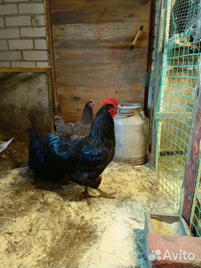 Инкубационное яйцо породистых кур