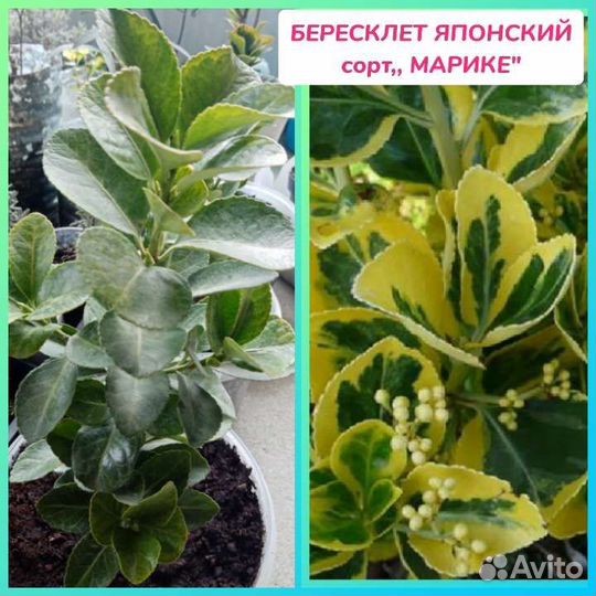 Бересклеты Японские и Самшит