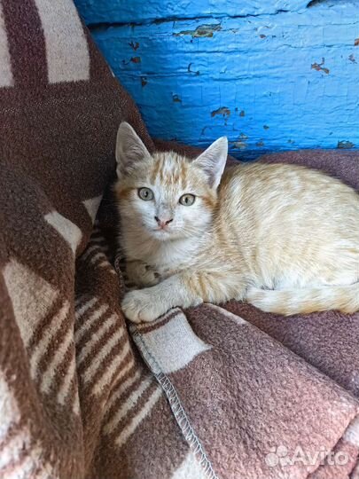 Котята в добрые руки бесплатно