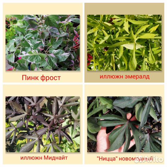 Ипомея батат