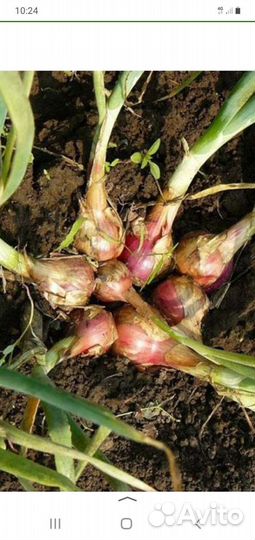 Лук семейный на посадку и лук репка