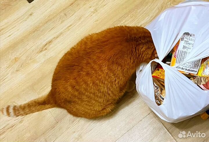 Отдам кота в добрые руки