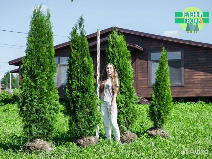 Туи смарагд 200 см свежая копка 2023