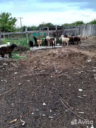 Курдючные бараны овцы