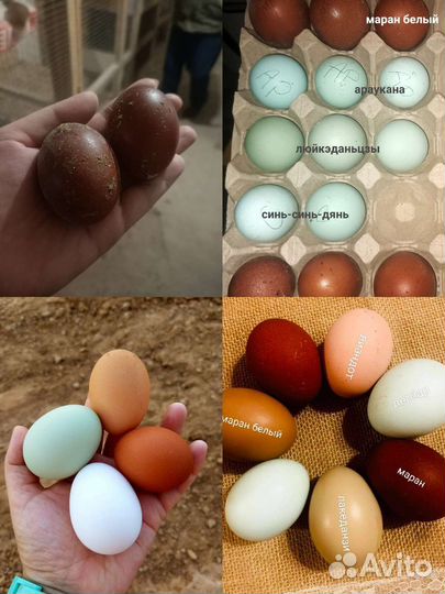 Инкубационное яйцо элитных пород