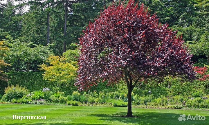 Черёмуха сортовая в ассортименте