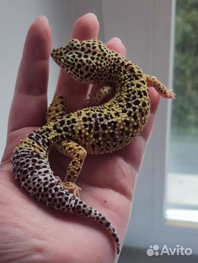 Пятнистый эублефар, леопардовый геккон, самка