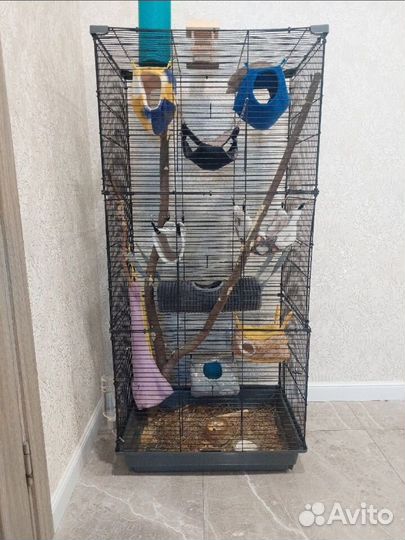 Клетка и 3 крысы