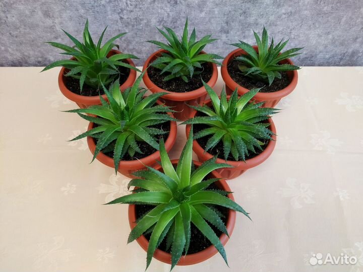 Алоэ остистое aristo (аристата)