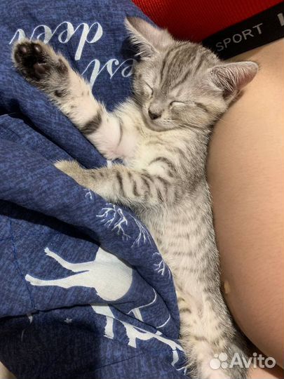 Британская кошка