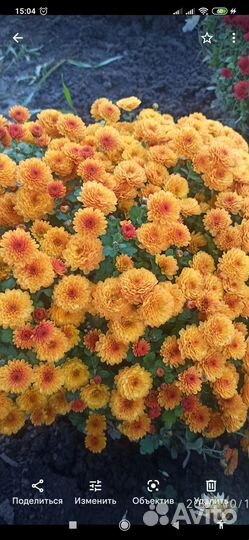 Хризантема мультифлора шар