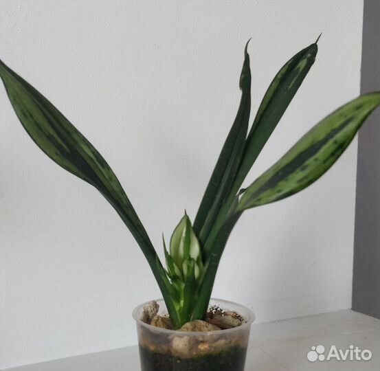 Сансевиерии сортовые 1. Ханни