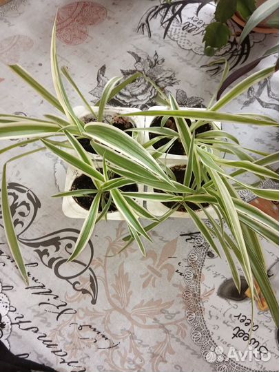 Хлорофитум