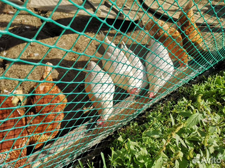 Куры несушки