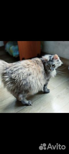 Идеальная кошка в добрые руки