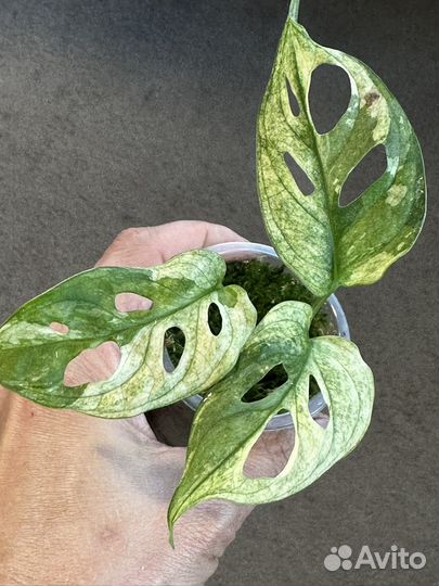 Монстера вариегатная адансона