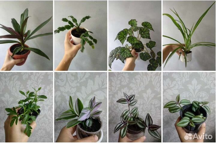 Комнатные растения