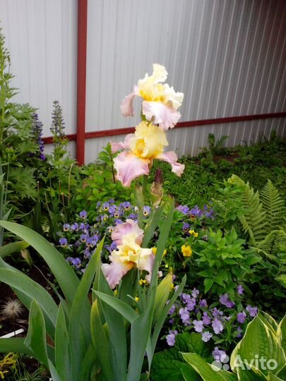 Ирис бородатый Fanfreluche (Кайо, 2004)