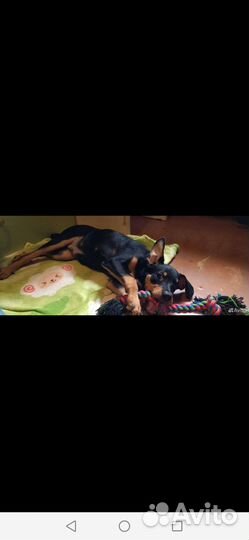 Щенки русский той-терьер