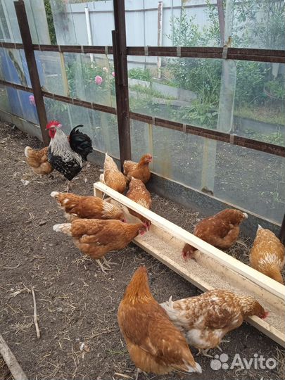 Куры молодки несушки