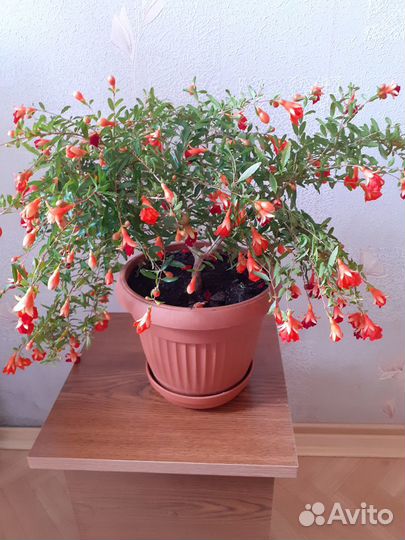 Гранат комнатный