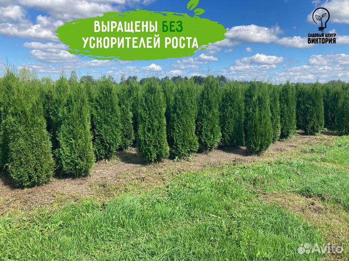 Саженцы Туя Смарагд 180-200 см доставка