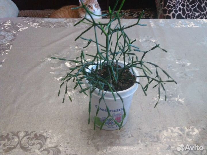 Безуходные комнатные растения