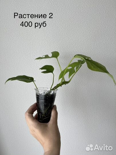 Монстера минима (рафидофора)