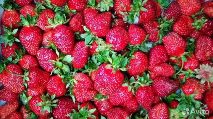 Канадская сортовая клубника