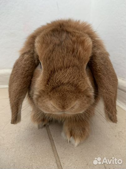 Декоративный кролик, карликовый баран