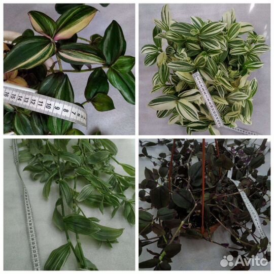 Традесканции сортовые