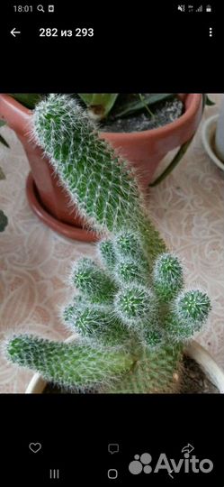 Суккуленты