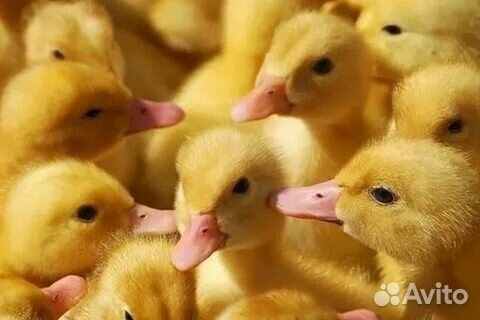 Цыплята