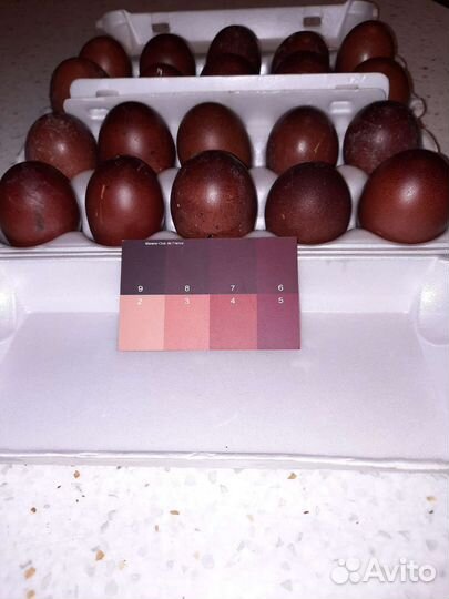 Цыплята маран черномедный и голубомедный