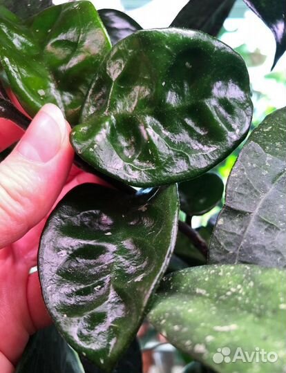 Хойя - Сортовые Редкие Хойи #1 - Срезка