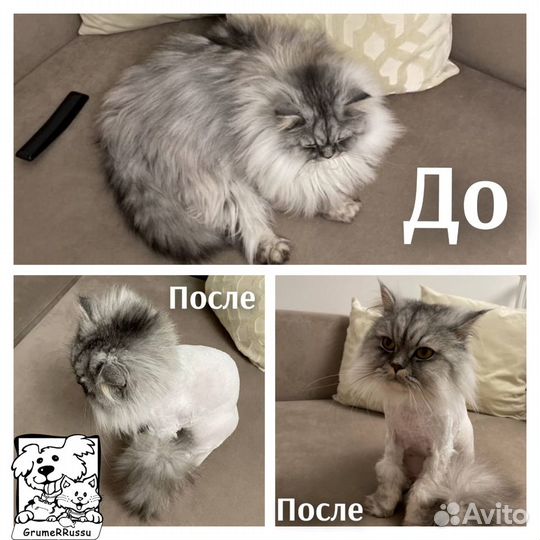 Стрижка кошек и котов (выезд на дом). Грумер VIP