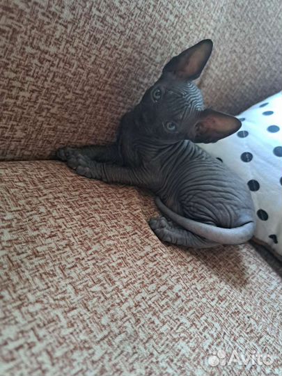 Канадский сфинкс