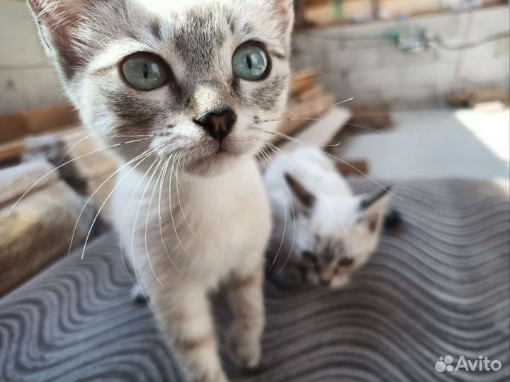 Отдам котят