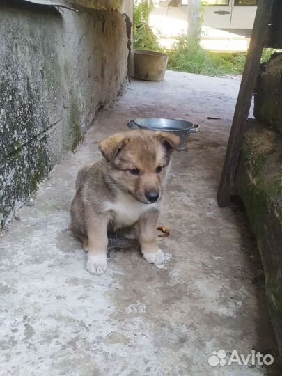 Щенки лайки