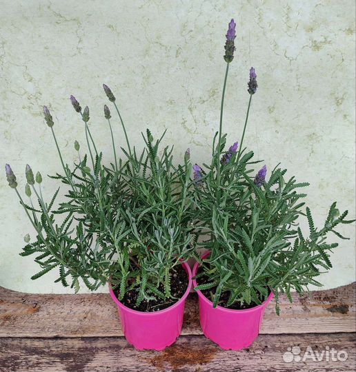 Лаванда растение для дома