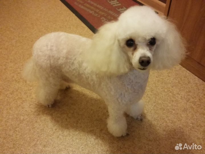 Стрижка собак и кошек