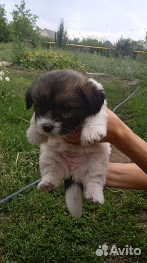 Щенки от мелкой собаки