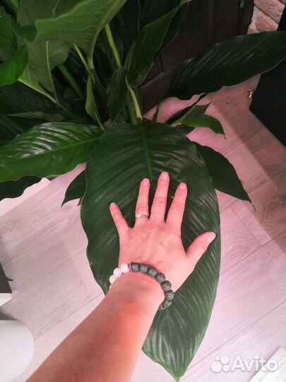 Спатифиллум королевский или женское счастье 24/115