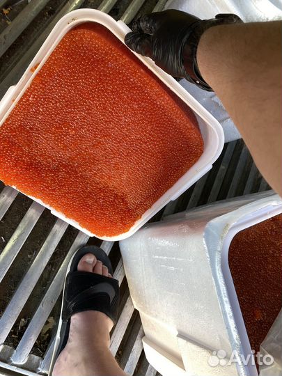 Икра красная кеты 2023