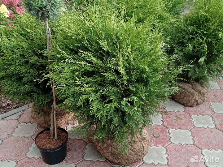 Ель голубая